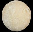 Echinolampas Fossil Echinoid (Sea Biscuit) - Dakhla, Morocco #46431-1